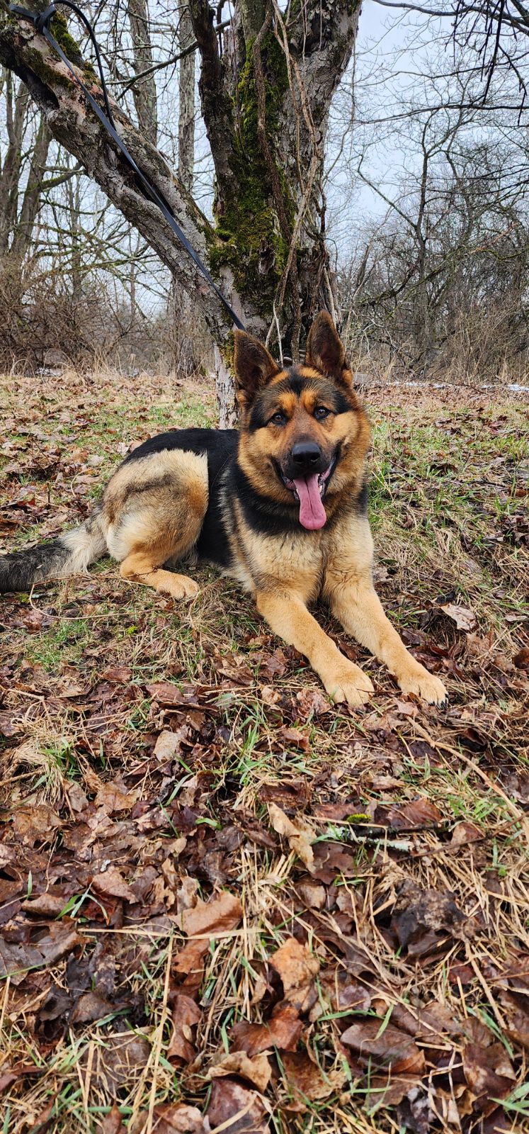 Konigsdorf Shepherds dog photo